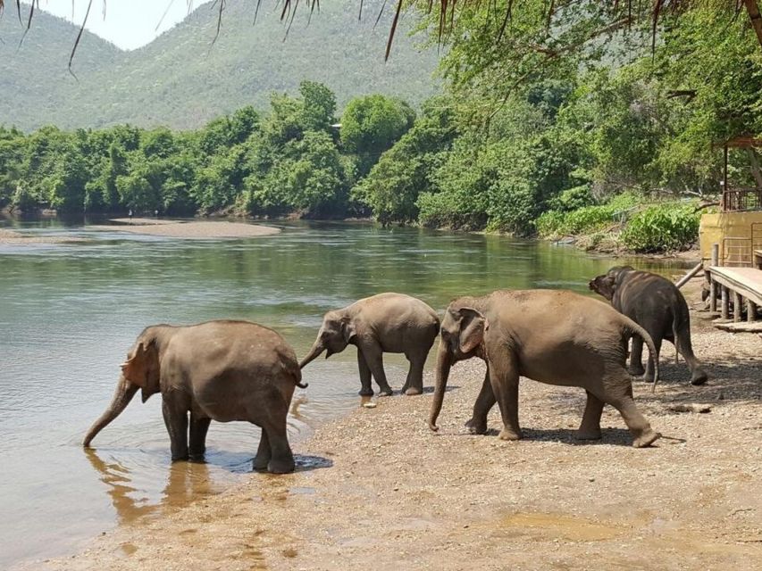 From Bangkok: ElephantsWorld Kanchanaburi 2-Day Experience - Key Highlights You’ll Feel in Real Life