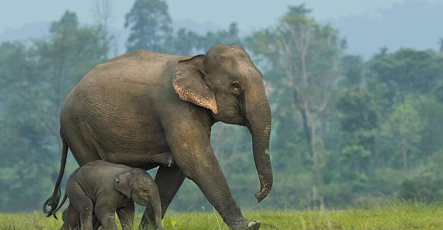 From Bangkok: ElephantsWorld Kanchanaburi 2-Day Experience - Two Days With Elephants and River Views From Bangkok