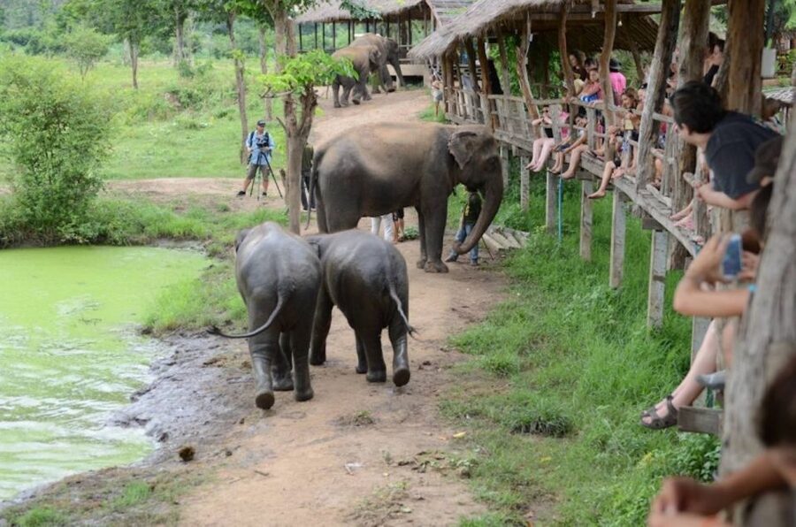 From Bangkok: ElephantsWorld Kanchanaburi 2-Day Experience - Day One: Food Prep, Hand-Feeding, Planting, and a River Scrub