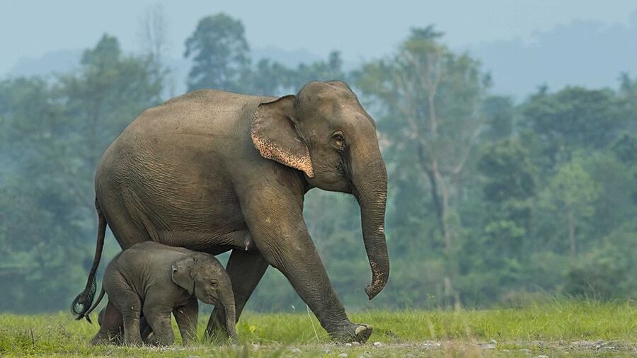 From Bangkok: ElephantsWorld Kanchanaburi 2-Day Experience - Getting There: 6:30 AM Pickup and Private Transport