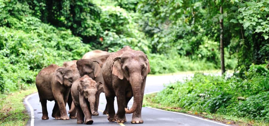 From Bangkok: Khao Yai Private Charter with Multiple Options - Quick highlights you’ll feel immediately