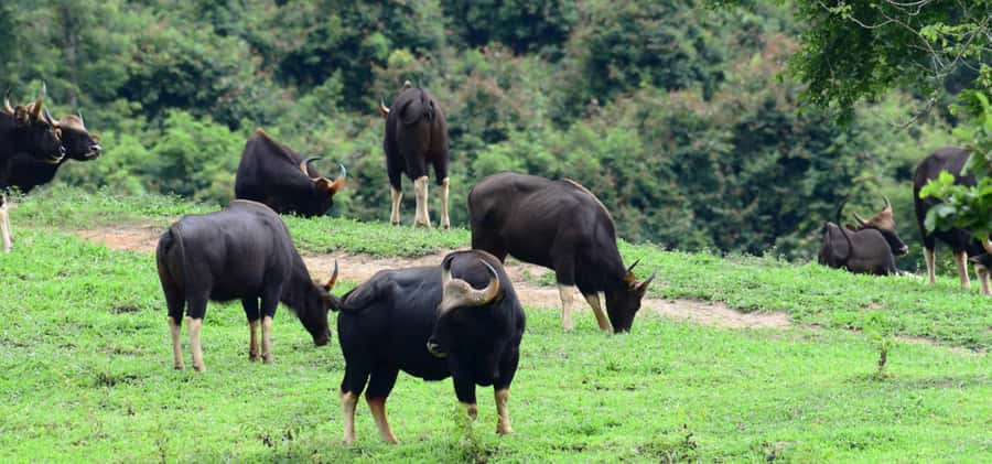 From Bangkok: Khao Yai Private Charter with Multiple Options - Khao Yai National Park: The Main Event Walk