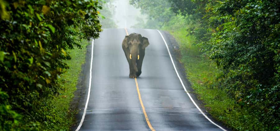 From Bangkok: Khao Yai Private Charter with Multiple Options - Chocolate Factory Break: Sweet Reset, Easy Wandering