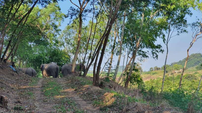 From Bangkok: Living Green Elephant Sanctuary Day Trip - Key highlights worth getting excited about