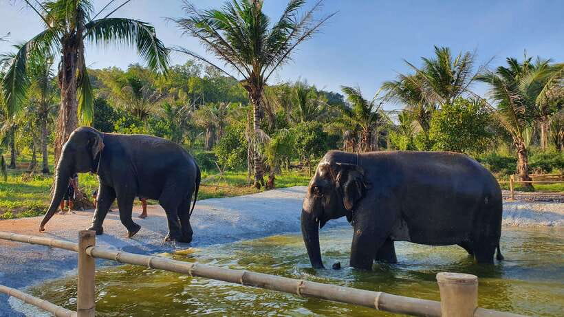 From Bangkok: Living Green Elephant Sanctuary Day Trip - Living Green Elephant Sanctuary from Bangkok: what makes it feel ethical