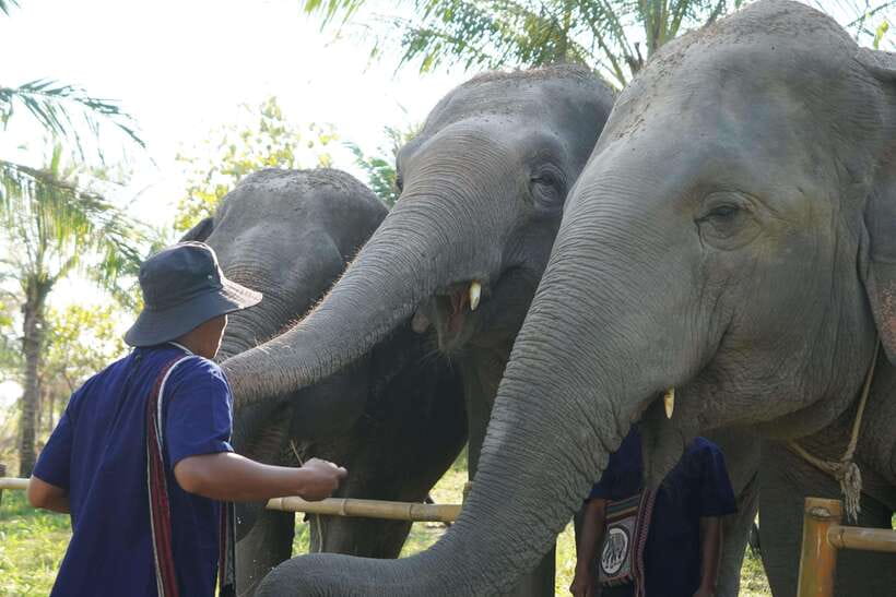 From Bangkok: Living Green Elephant Sanctuary Day Trip - Arrival routine at Living Green: Mo Hom clothing and a quick reset