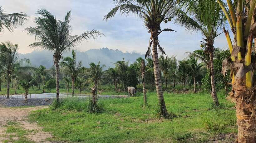 From Bangkok: Living Green Elephant Sanctuary Day Trip - Feeding and jungle walking: the moment you stop being a spectator