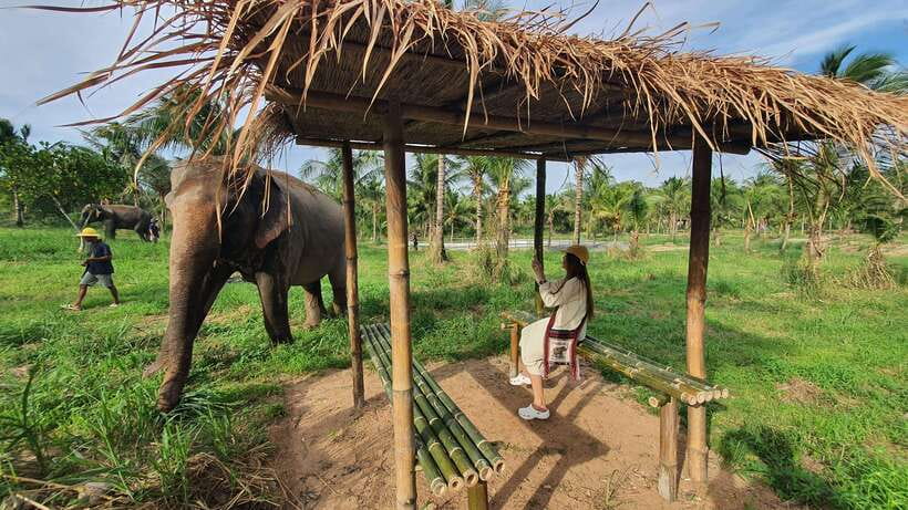 From Bangkok: Living Green Elephant Sanctuary Day Trip - The meal and mountain break: why Pad Thai fits the day