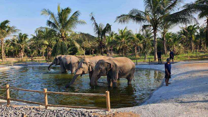 From Bangkok: Living Green Elephant Sanctuary Day Trip - Price and value: does $57 make sense for what you get?
