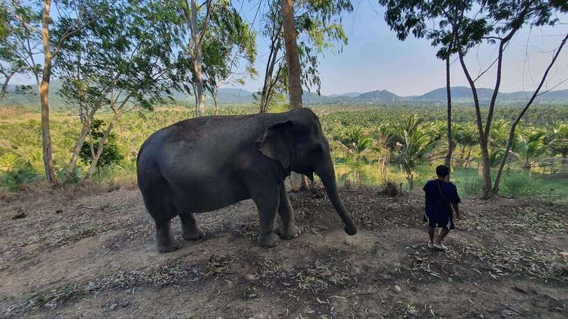 From Bangkok: Living Green Elephant Sanctuary Day Trip - Pick-up options and timing: choose the version that fits your day