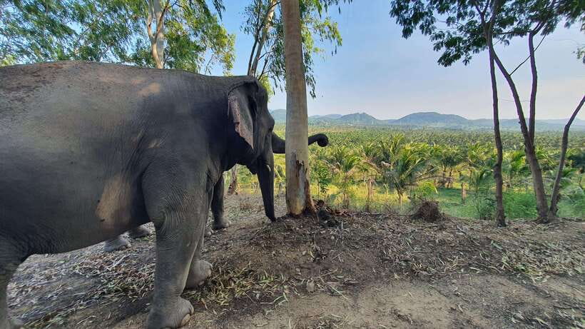 From Bangkok: Living Green Elephant Sanctuary Day Trip - What to bring (and what to skip) so the day stays comfortable