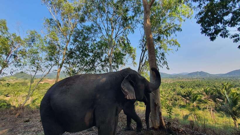 From Bangkok: Living Green Elephant Sanctuary Day Trip - The drive from Bangkok: plan for a long-ish day on the road