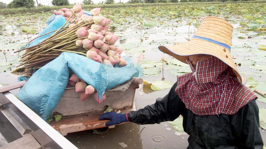 From Bangkok: Mahasawat Canal and farm with Lunch - Lotus Field Time: Paddle Out and Pick Lotus Flowers