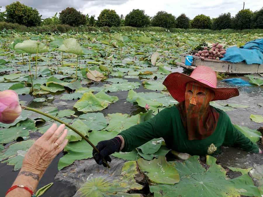 From Bangkok: Mahasawat Canal and farm with Lunch - The Gag Fruit Moment: Monster-Looking Fruit With Real Uses