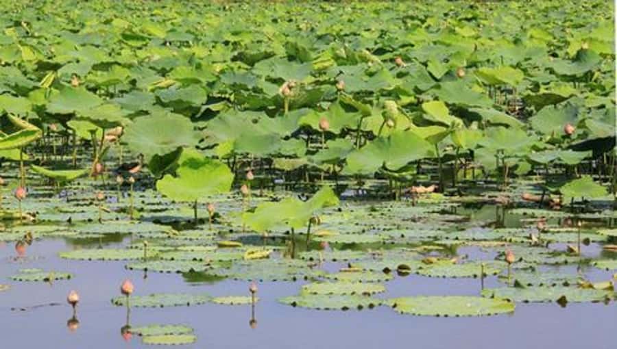 From Bangkok: Mahasawat Canal and farm with Lunch - Orchid Farms for Export: Where You May Find Better Prices