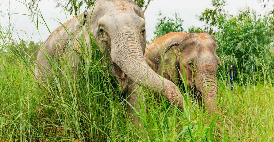 From Bangkok: Pattaya Ethical Elephant Sanctuary Day Trip - Key things that make this day trip work