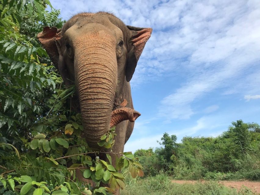 From Bangkok: Pattaya Ethical Elephant Sanctuary Day Trip - Who should book this, and who should skip it