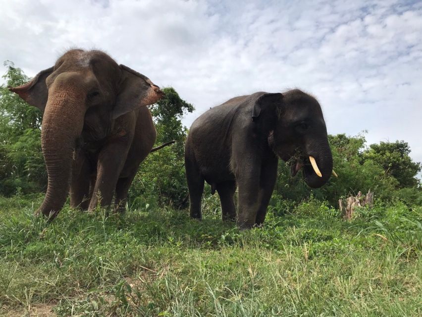 From Bangkok: Pattaya Ethical Elephant Sanctuary Day Trip - Bangkok to Pattaya: early pickup, real time on elephants
