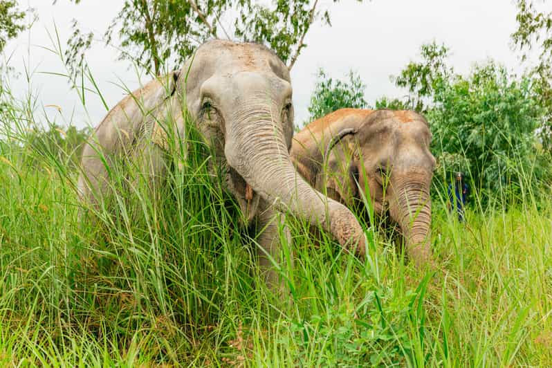 From Bangkok: Pattaya Ethical Elephant Sanctuary Day Trip - Feeding and walking: how close is close, and what to expect