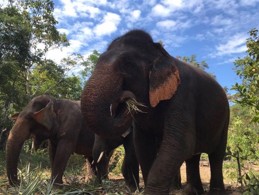 From Bangkok: Pattaya Ethical Elephant Sanctuary Day Trip - The mud spa: the part that gets you properly messy