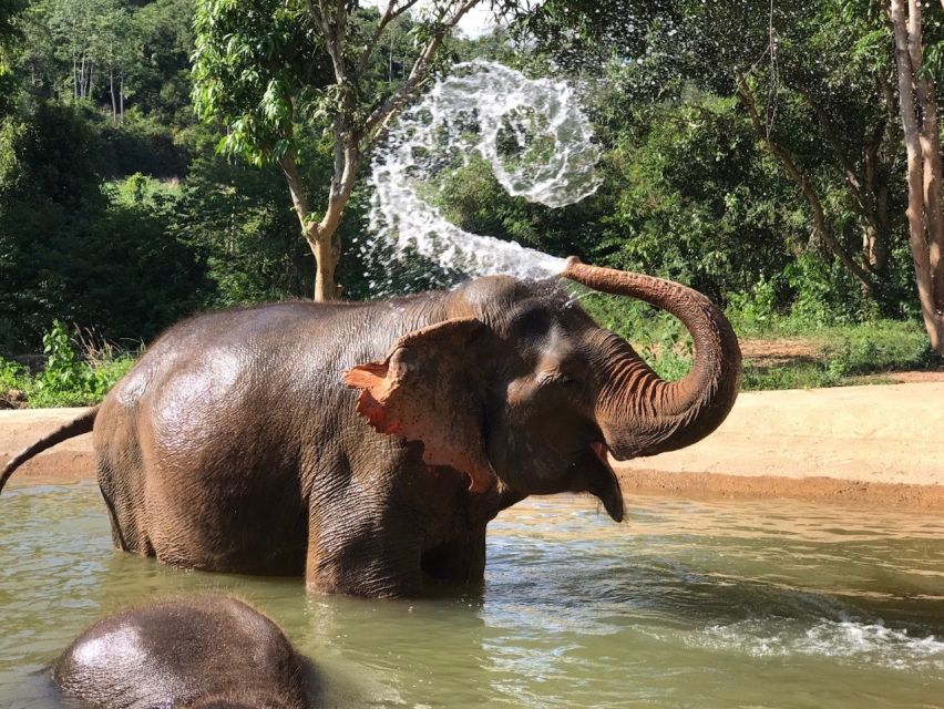 From Bangkok: Pattaya Ethical Elephant Sanctuary Day Trip - River bath and swimming with elephants: safety first, then fun