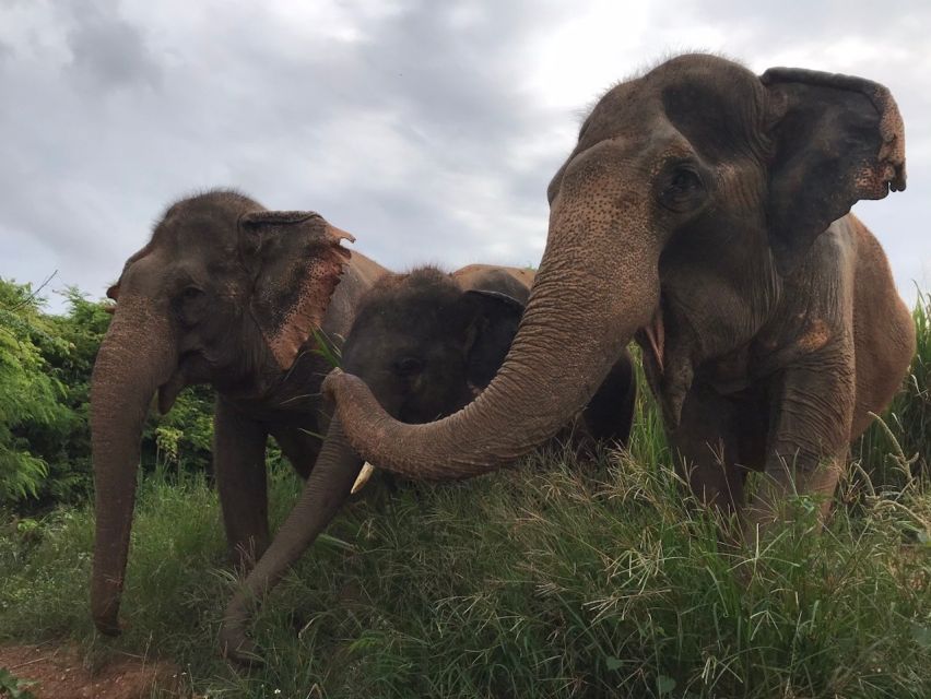 From Bangkok: Pattaya Ethical Elephant Sanctuary Day Trip - Lunch, fruit, and the calm after the chaos
