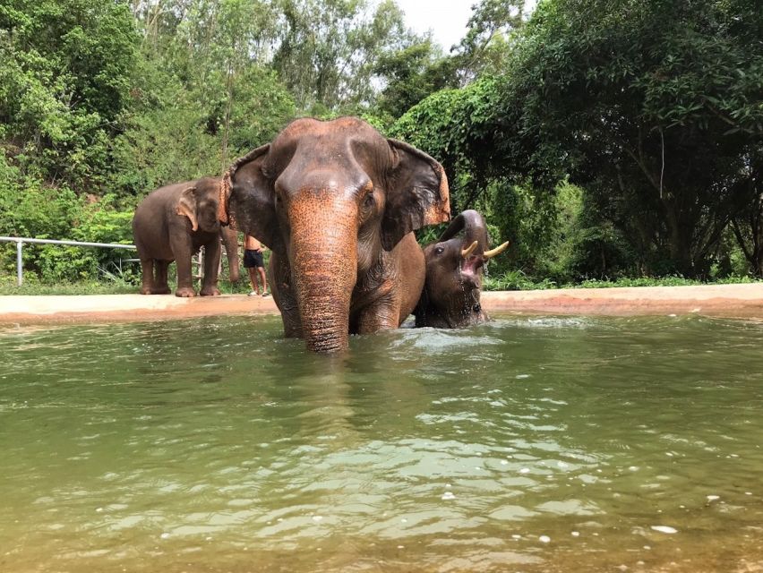 From Bangkok: Pattaya Ethical Elephant Sanctuary Day Trip - Price and value: what you’re really paying for