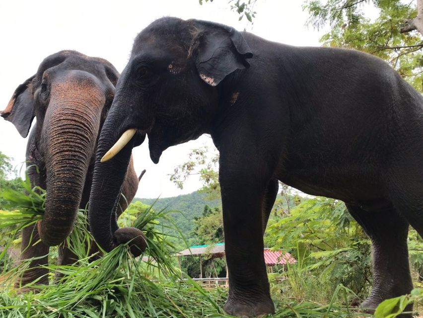 From Bangkok: Pattaya Ethical Elephant Sanctuary Day Trip - Logistics you should not ignore (because they affect comfort)