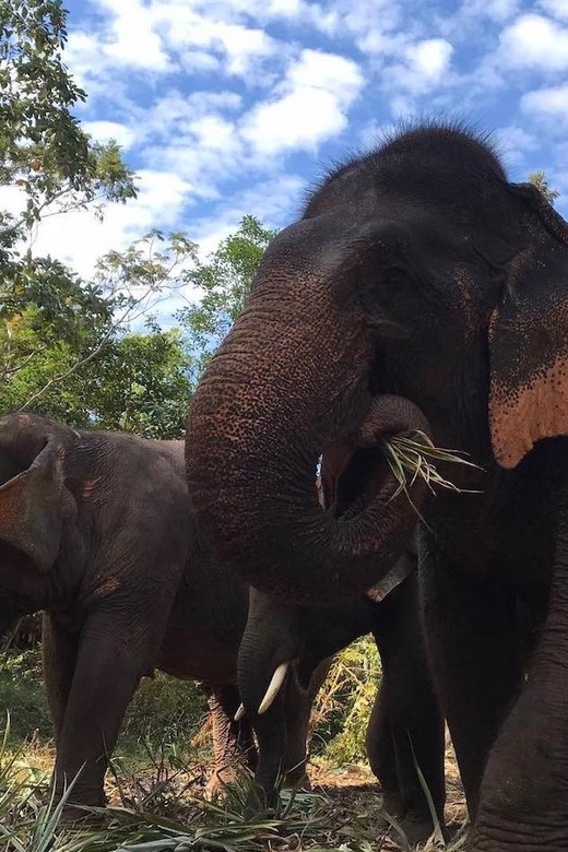 From Bangkok: Pattaya Ethical Elephant Sanctuary Day Trip - The sanctuary arrival: how the day gets set up