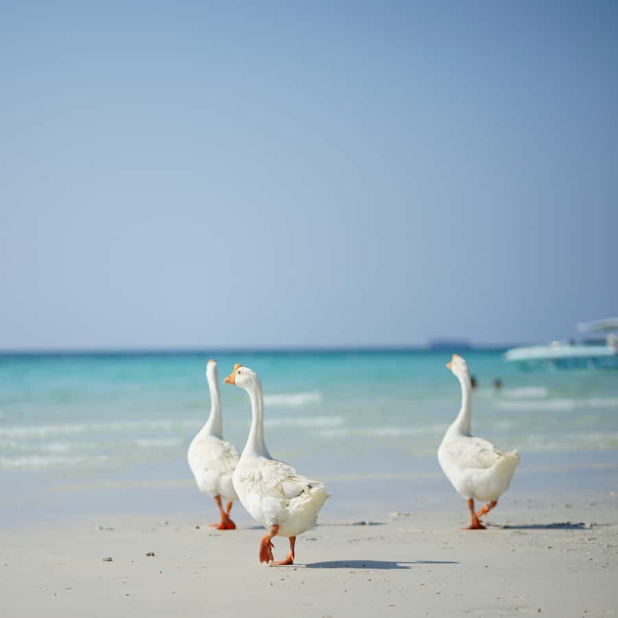 From Bangkok: Pattaya Island Trip with Drone Photos - Paddleboarding and clear kayak: how to have fun without feeling rushed