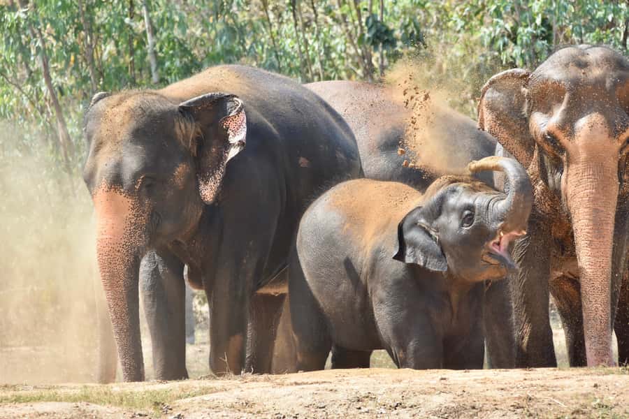 From Bangkok: Wildlife Rescue and Elephant Rescue Tour - Key highlights worth planning around