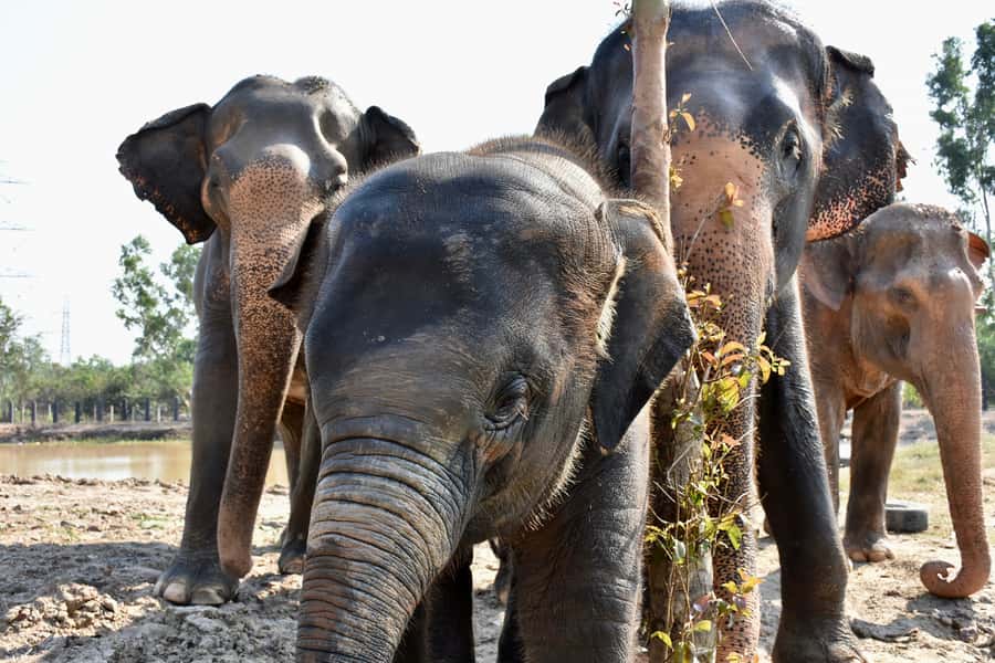 From Bangkok: Wildlife Rescue and Elephant Rescue Tour - Why This Bangkok-to-Sanctuary Day Feels Different