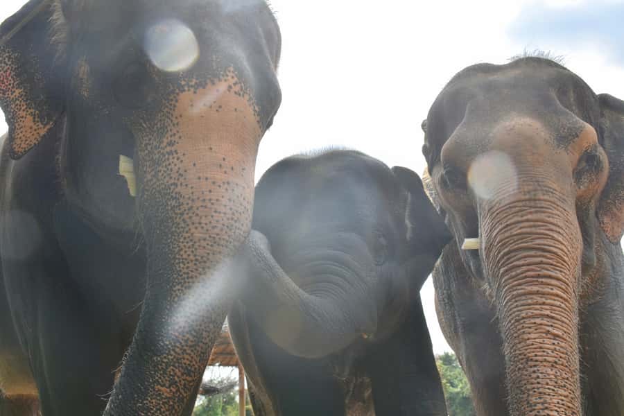 From Bangkok: Wildlife Rescue and Elephant Rescue Tour - The Elephant Refuge Portion: Individual Stories and Real Daily Care