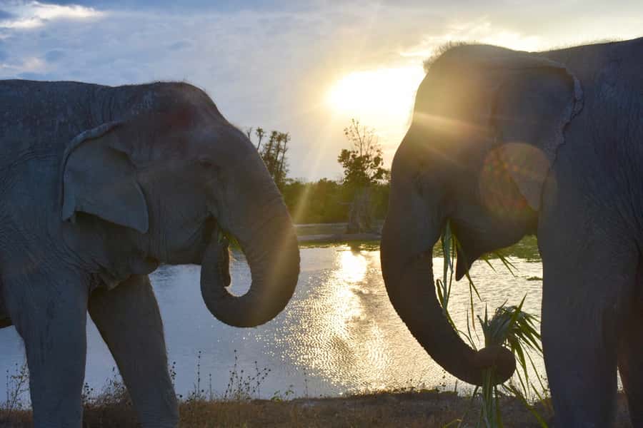 From Bangkok: Wildlife Rescue and Elephant Rescue Tour - Price and Value: Is $167 Worth It?