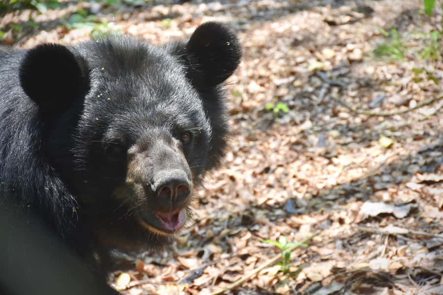 From Bangkok: Wildlife Rescue and Elephant Rescue Tour - Who This Tour Suits Best (and Who Should Rethink It)