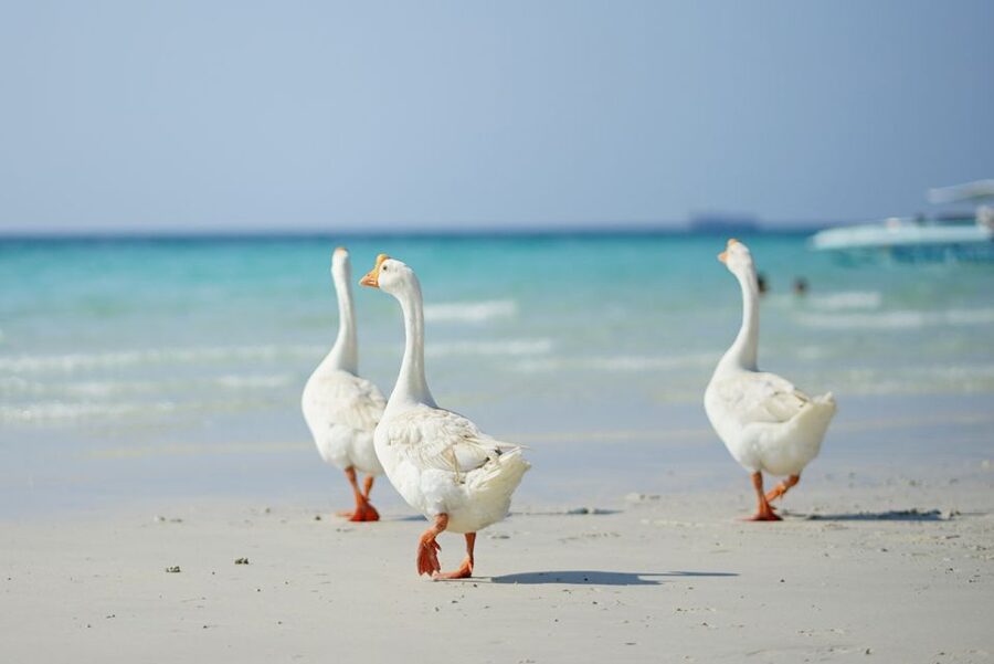 From Pattaya/Bangkok: Island Day Trip with Beach Activities - From Pattaya Bay to Coral Island: why this day trip works