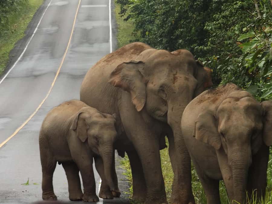 Khao Yai National Park: 2-Day Private Tour from Bangkok - Why This 2-Day Khao Yai Plan Works from Bangkok