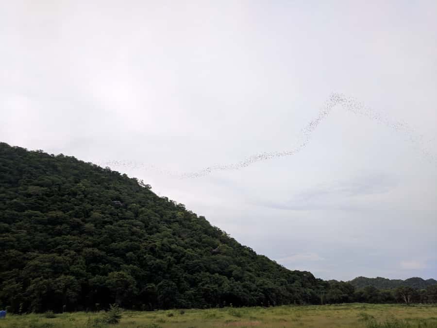 Khao Yai National Park: 2-Day Private Tour from Bangkok - Day 1: Eco Valley Lodge, Bats, and a Buddhist Cave Temple