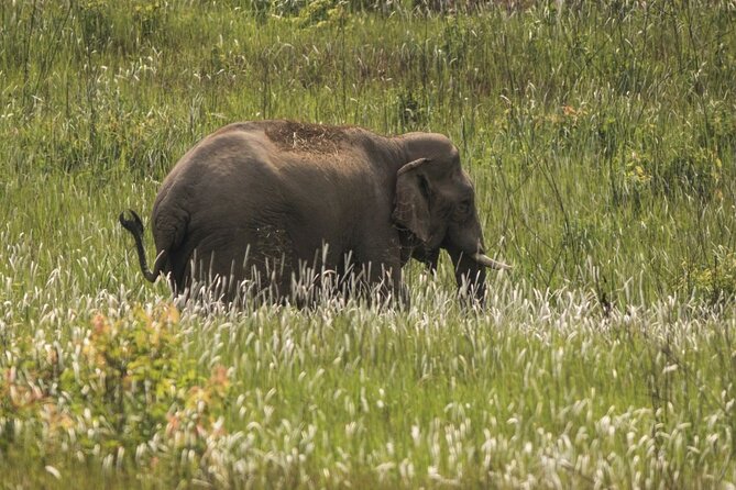 Khao Yai National Park Full-Day From Bangkok - Including Ticket - Haew Narok Waterfall: three tiers and what to expect up close