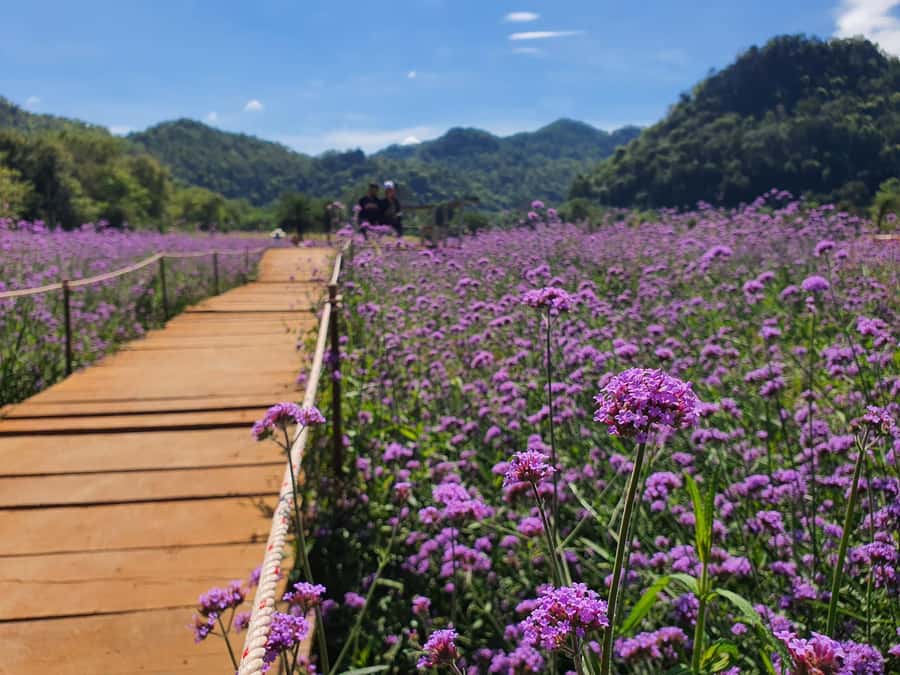Khao Yai: Private Custom Tour with Driver From Bangkok - What to Bring (and What to Leave Out)