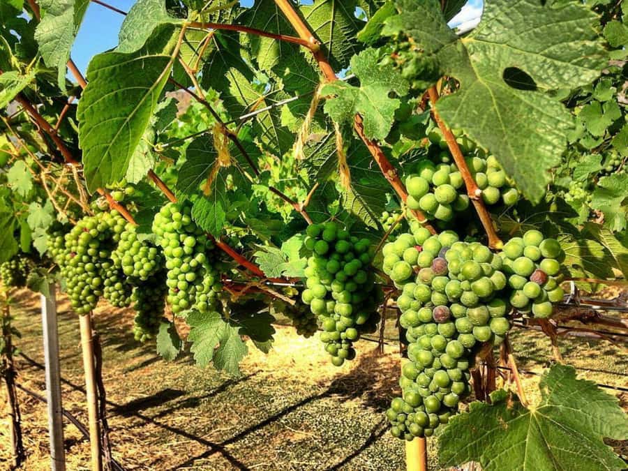 Khao Yai Vineyard Tasting Tour & Horse Farm Visit - Should you book this tour?