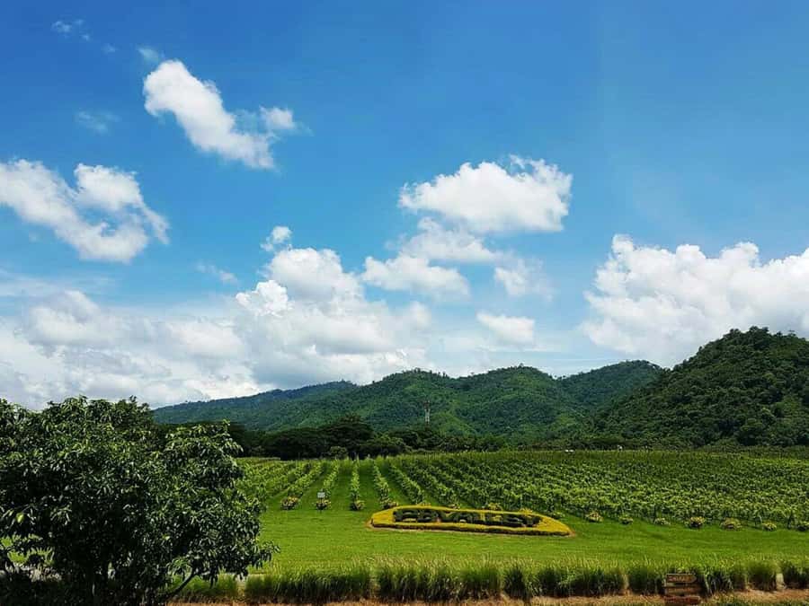 Khao Yai Vineyard Tasting Tour & Horse Farm Visit - Thai wine tasting: what you’ll sip and how it fits the tour