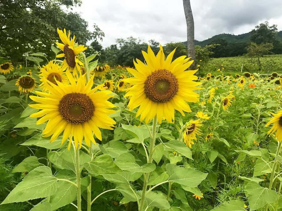 Khao Yai Vineyard Tasting Tour & Horse Farm Visit - Lunch at The Great Hornbill Restaurant: Thai dishes plus grape juice and ice cream