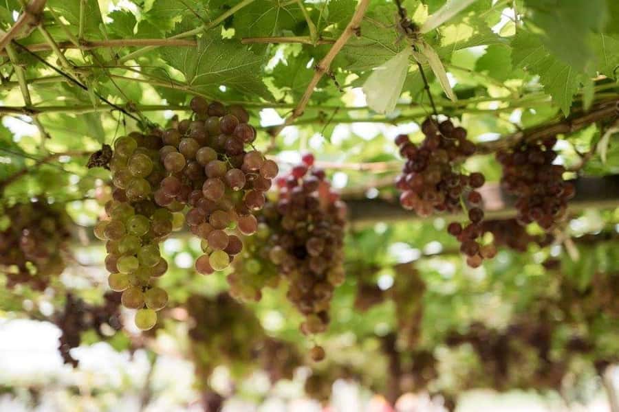 Khao Yai Vineyard Tasting Tour & Horse Farm Visit - Horse farm in Pak Chong: petting, feeding, egg collecting, and beginner rides