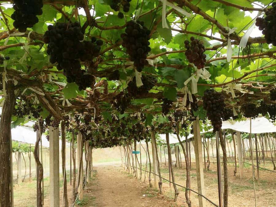 Khao Yai Vineyard Tasting Tour & Horse Farm Visit - Price and value: does $189 make sense for this long day?