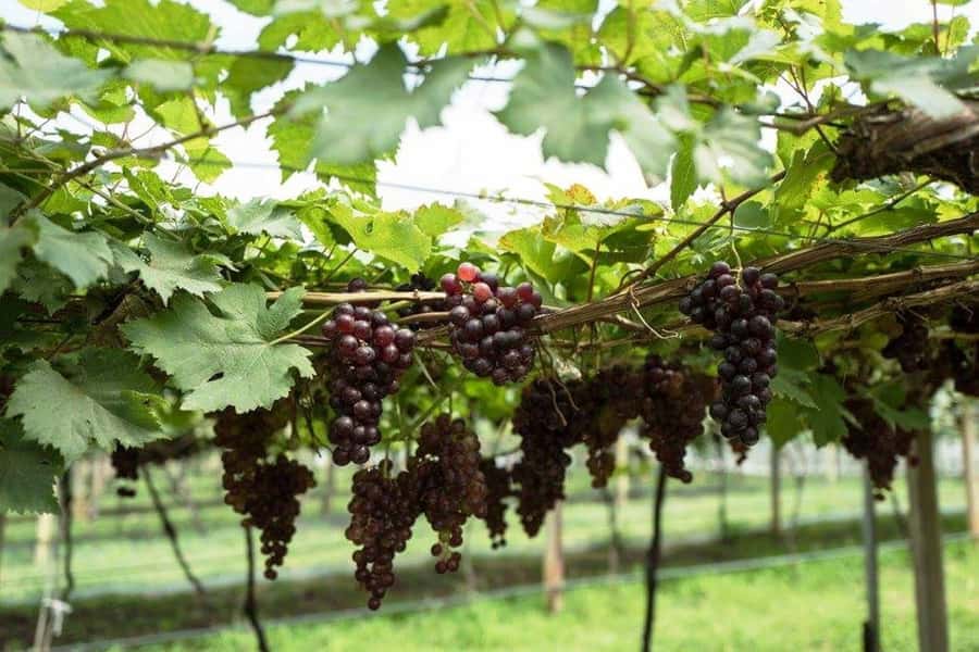 Khao Yai Vineyard Tasting Tour & Horse Farm Visit - Who should book this Khao Yai tour?