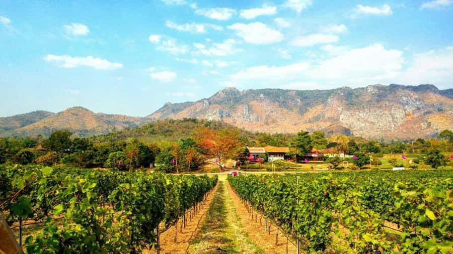 Khao Yai Vineyard Tasting Tour & Horse Farm Visit - PB Valley Khao Yai Winery: tram tour across the property