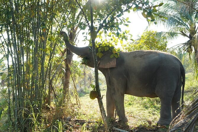 LIVING GREEN ELEPHANT SANCTUARY Chonburi - Morning Pickup to Khao Khiew: the Bangkok-to-Sanctuary Plan