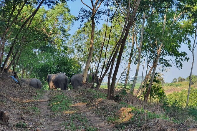 LIVING GREEN ELEPHANT SANCTUARY Chonburi - Arriving at Living Green Elephant Sanctuary: Views, Mo Hom, and a Calm Start