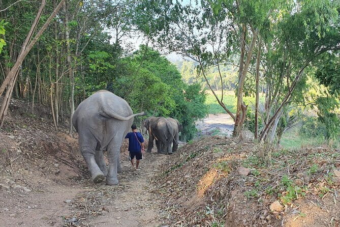 LIVING GREEN ELEPHANT SANCTUARY Chonburi - Departure by 13:00: How the Day Closes
